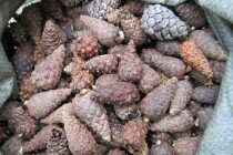 В Липецкой области заготовят 50 тонн шишек