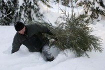 Самовольно срубленная ёлка обойдется липчанам в 5734 рубля