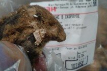 Липчанка обнаружила дохлую мышь в покупке с орехами