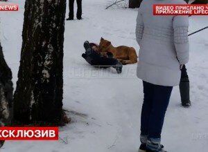 Мальчик едва не стал жертвой львенка из зоопарка в Липецкой области